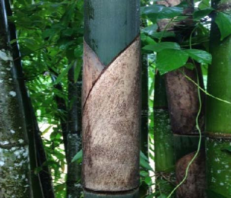rebung bambu hijau